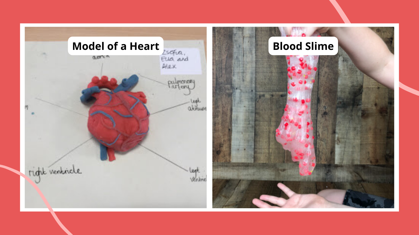 30 Hands On Circulatory System Activities For Kids