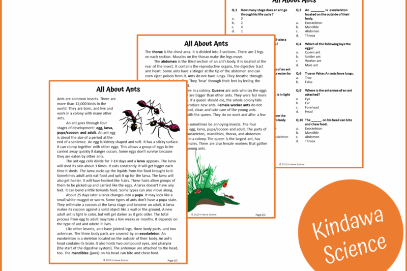 Ants Reading Comprehension Worksheet Free