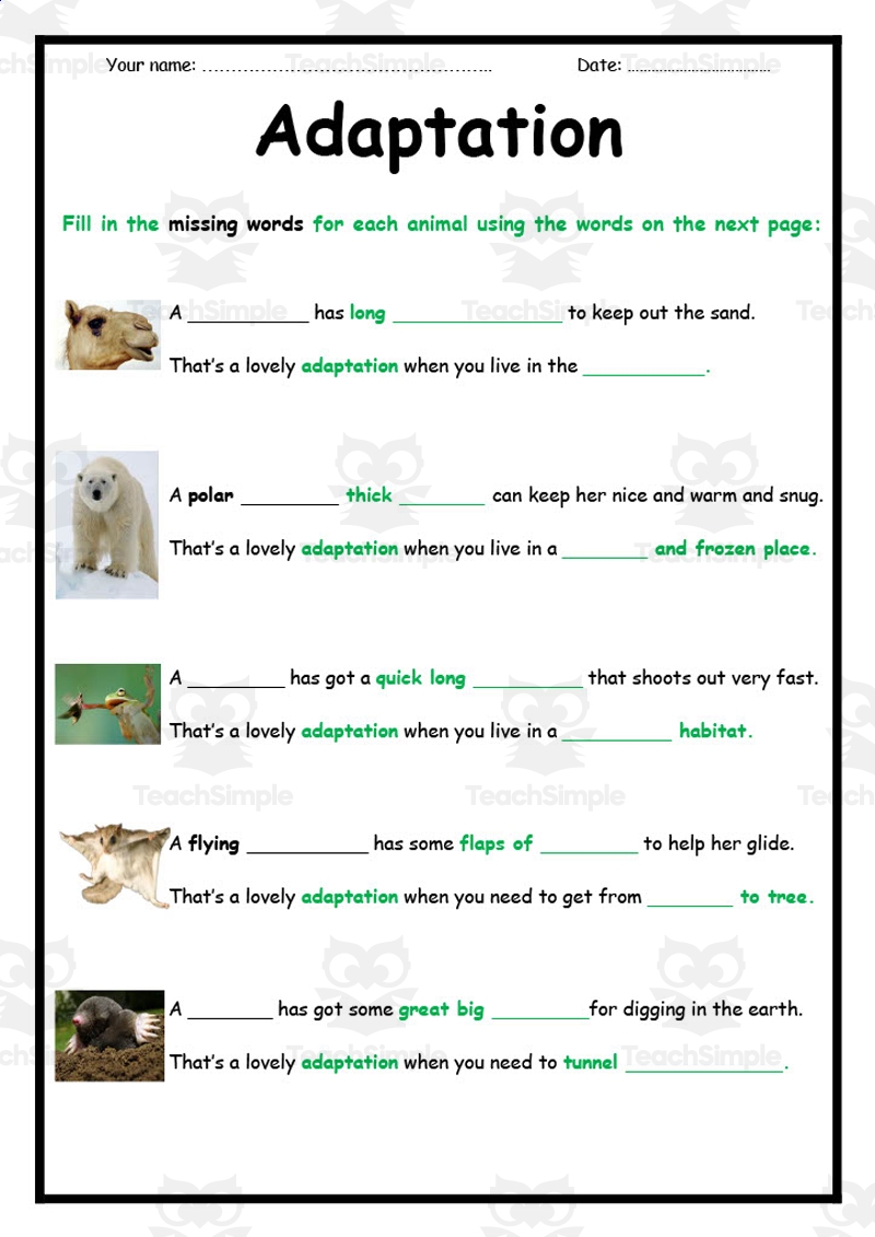 Animal Adaptations Worksheet Animal Adaptations Worksheet