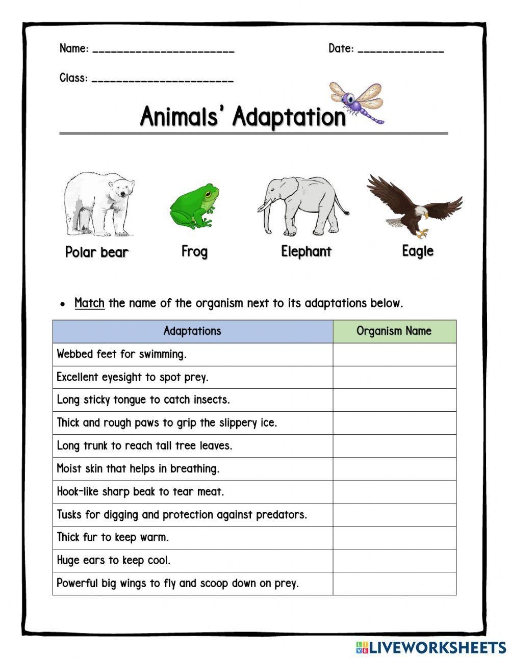 Animals Adaptations Live Worksheets Worksheets Library Animals Adaptations Live Worksheets Worksheets Library