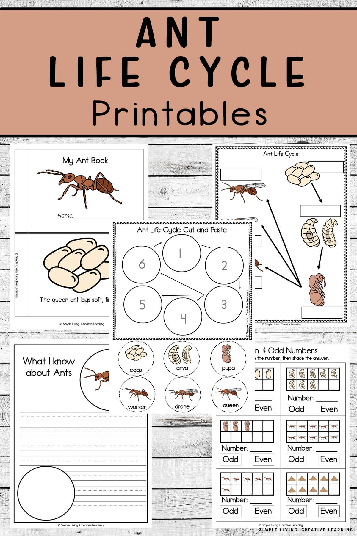 Ant Life Cycle Printables Simple Living Creative Learning Ant Life Cycle Printables Simple Living Creative Learning