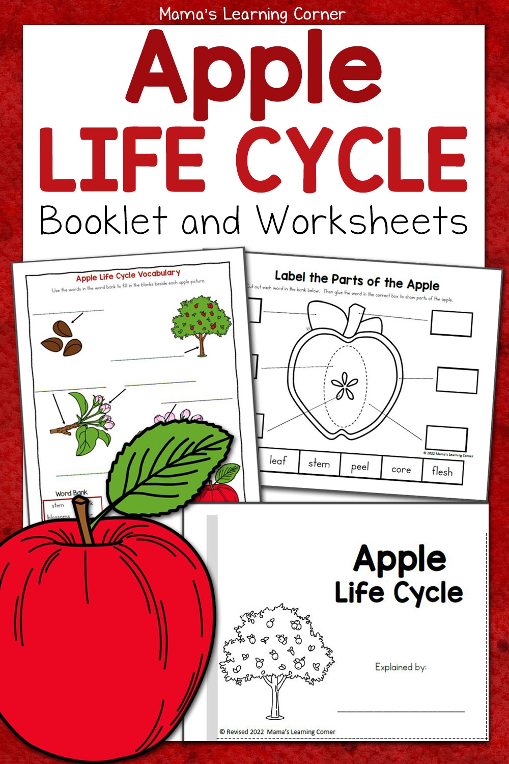 Apple Life Cycle Worksheets Mamas Learning Corner
