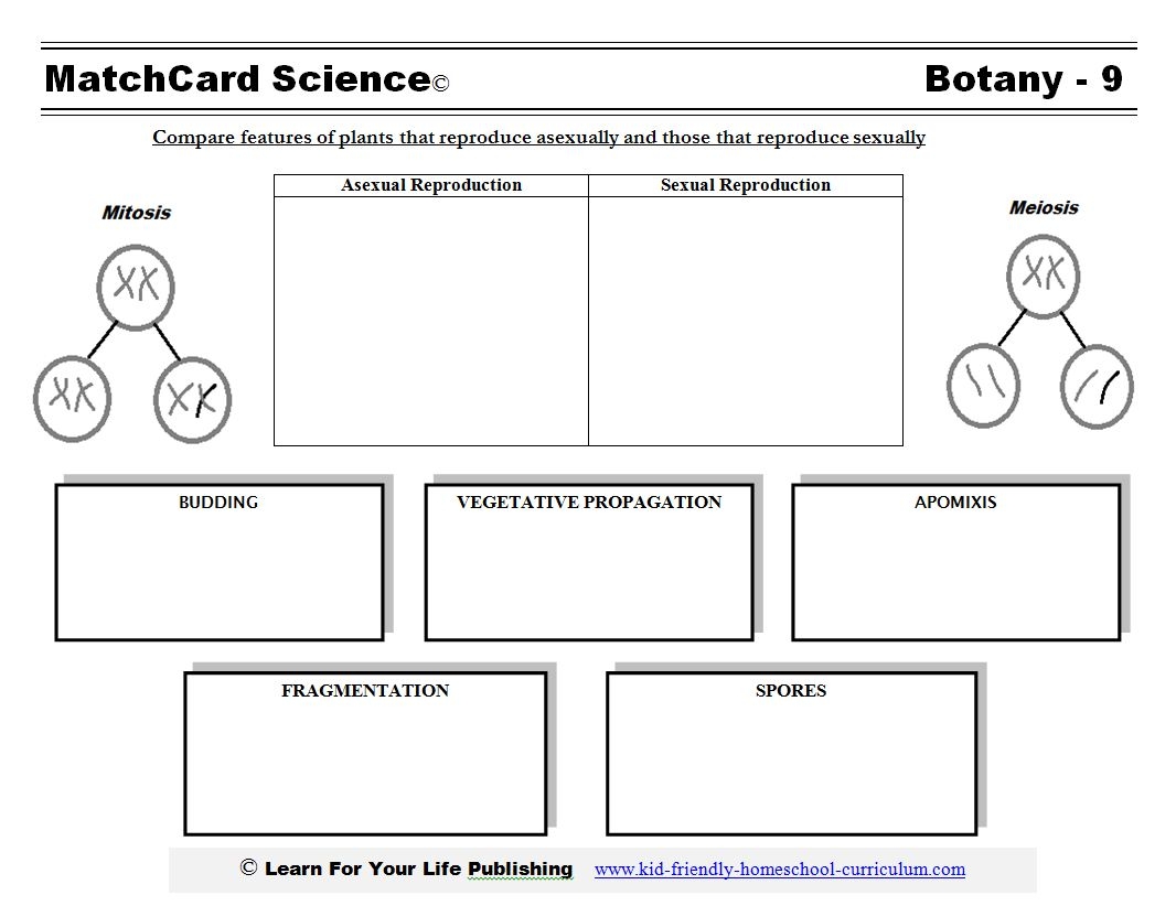 Asexual Reproduction In Plants Worksheets Library