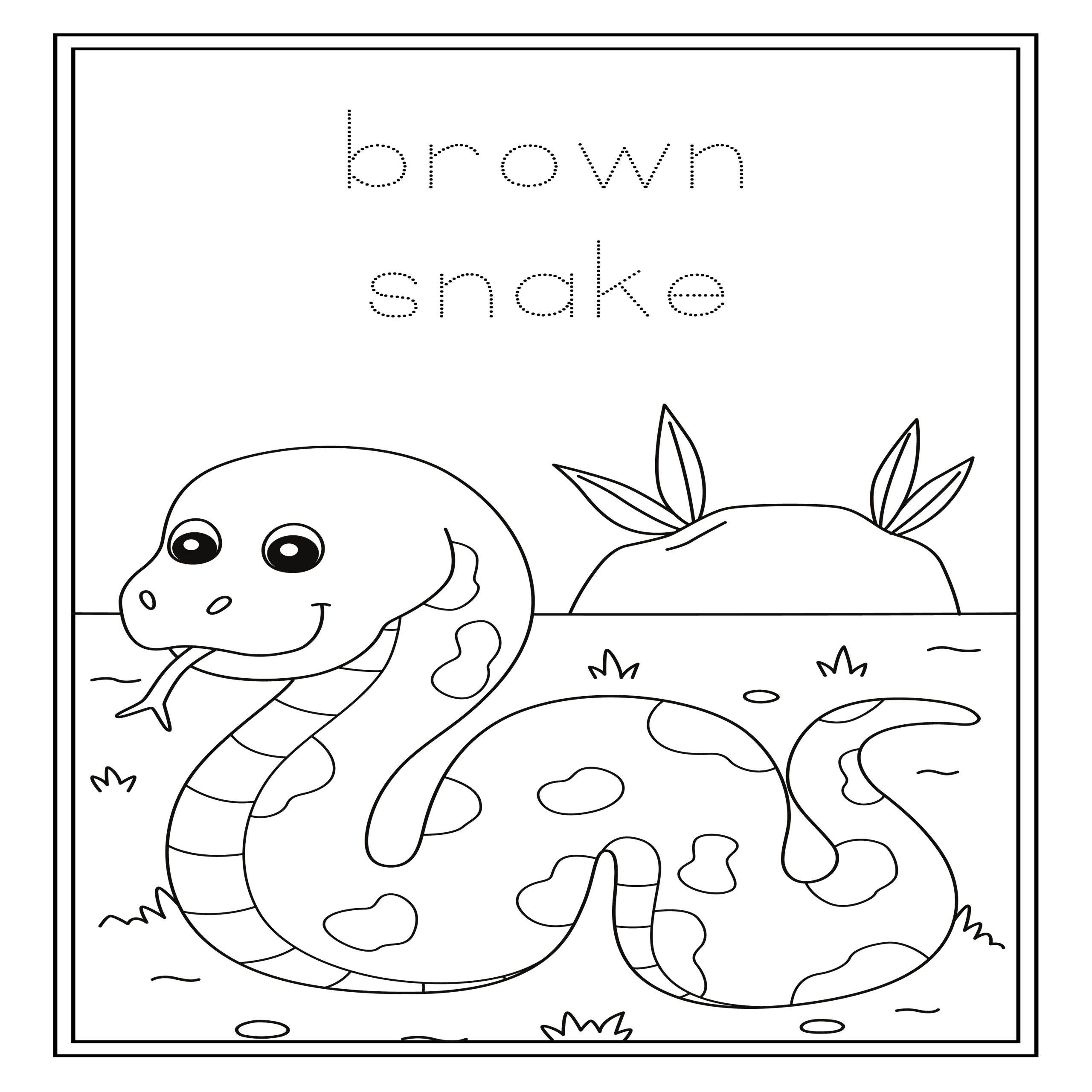 Australian Animals Coloring Book Australian Animals Coloring Pages Made By Teachers