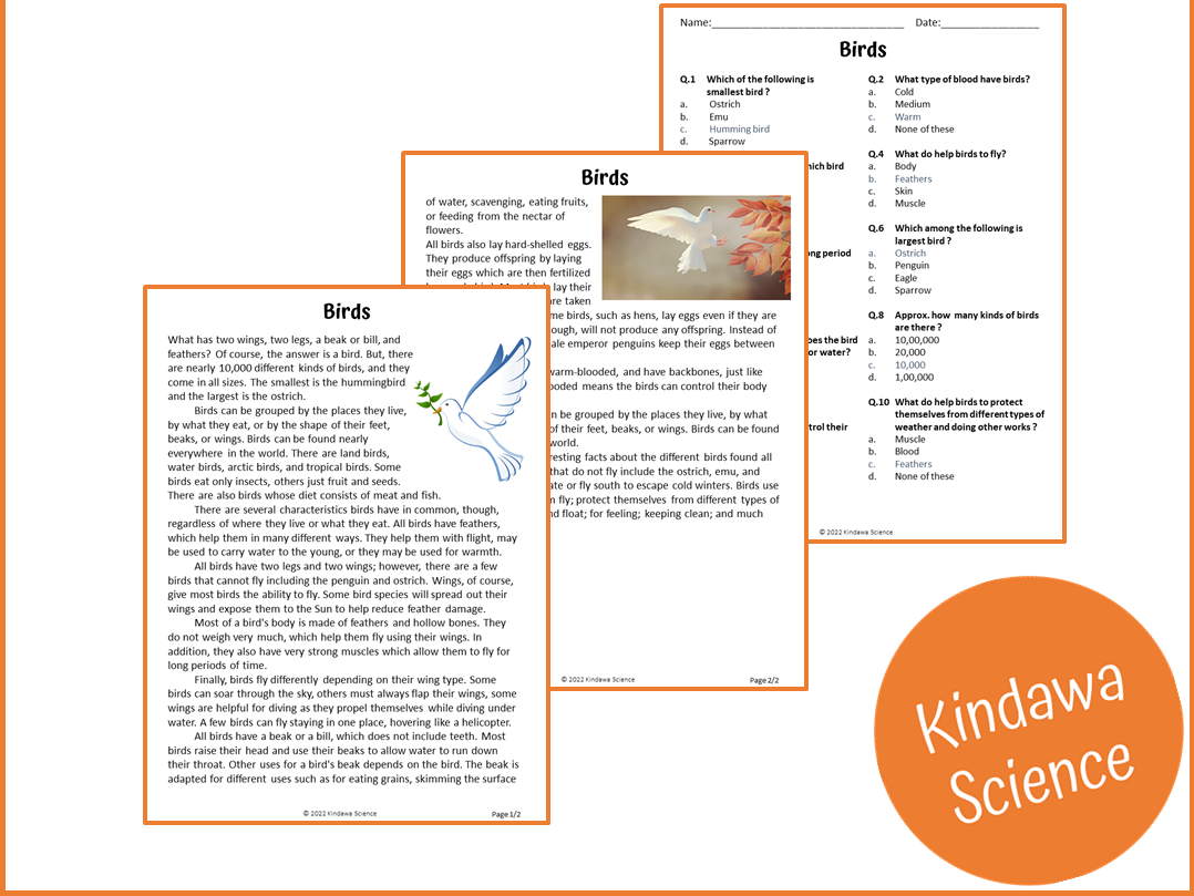 Birds Reading Comprehension Passage And Questions PDF Teaching Resources