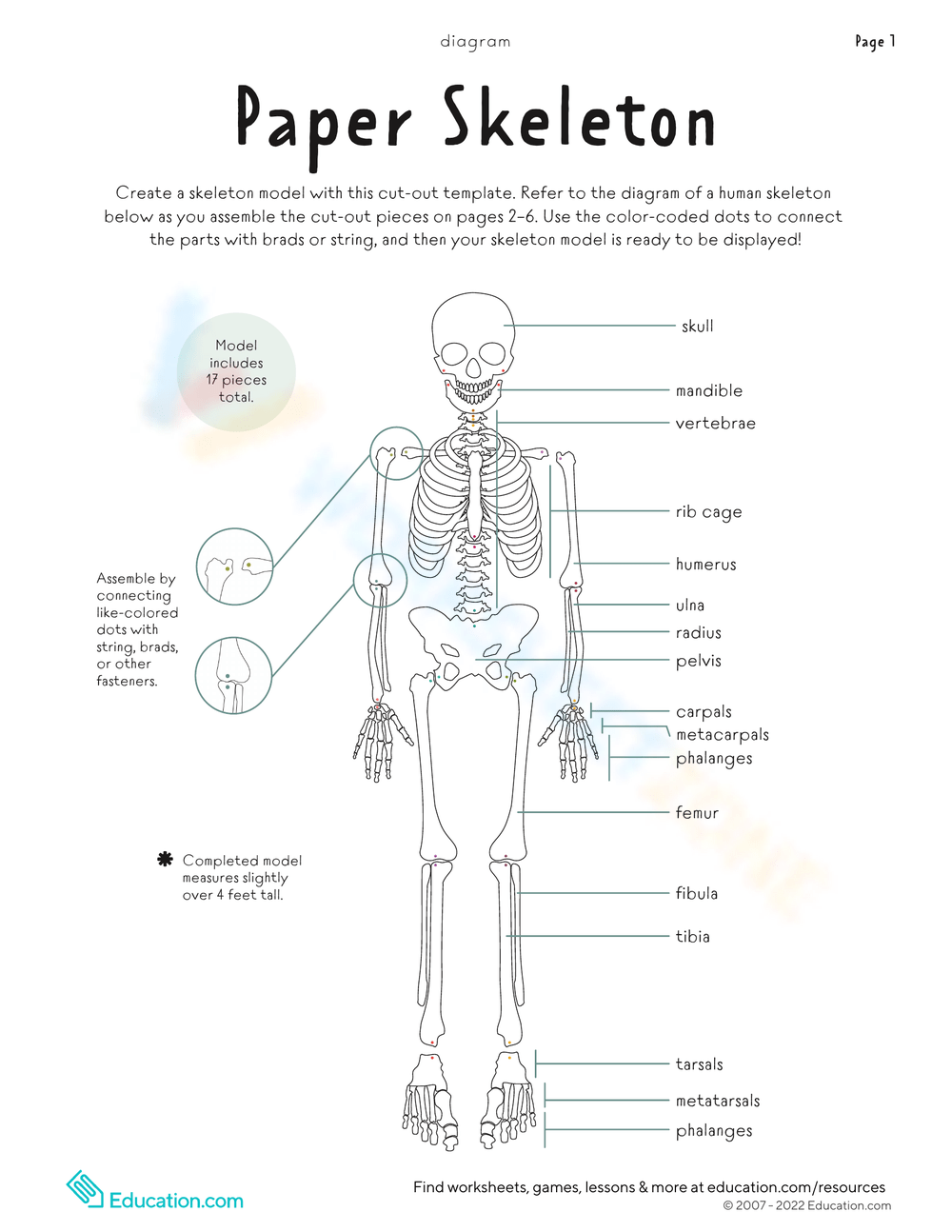 Bones Worksheets 2025