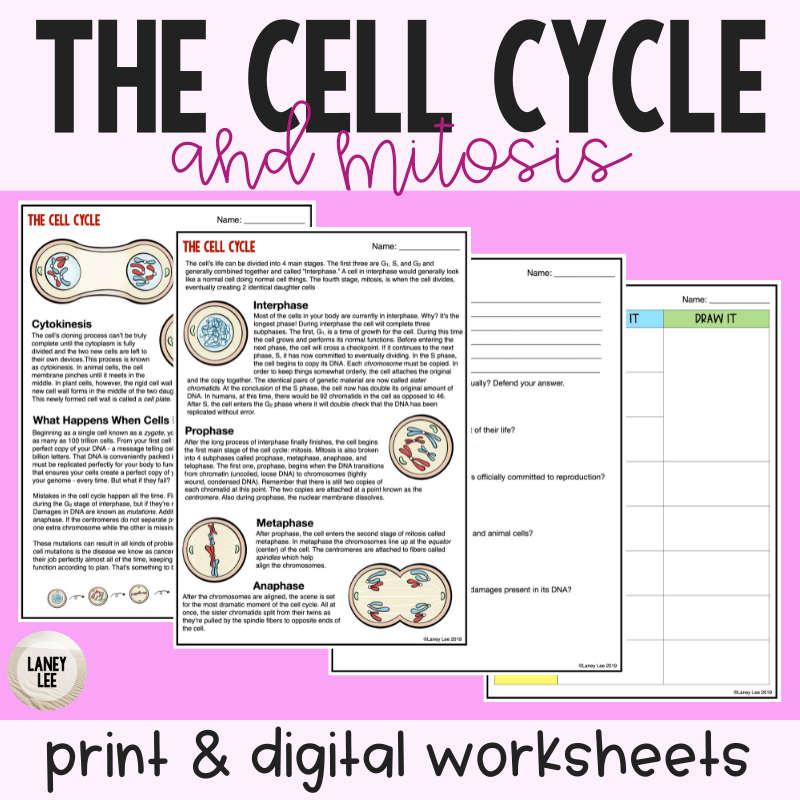 Cell Cycle U0026 Mitosis Reading Comprehension Worksheets