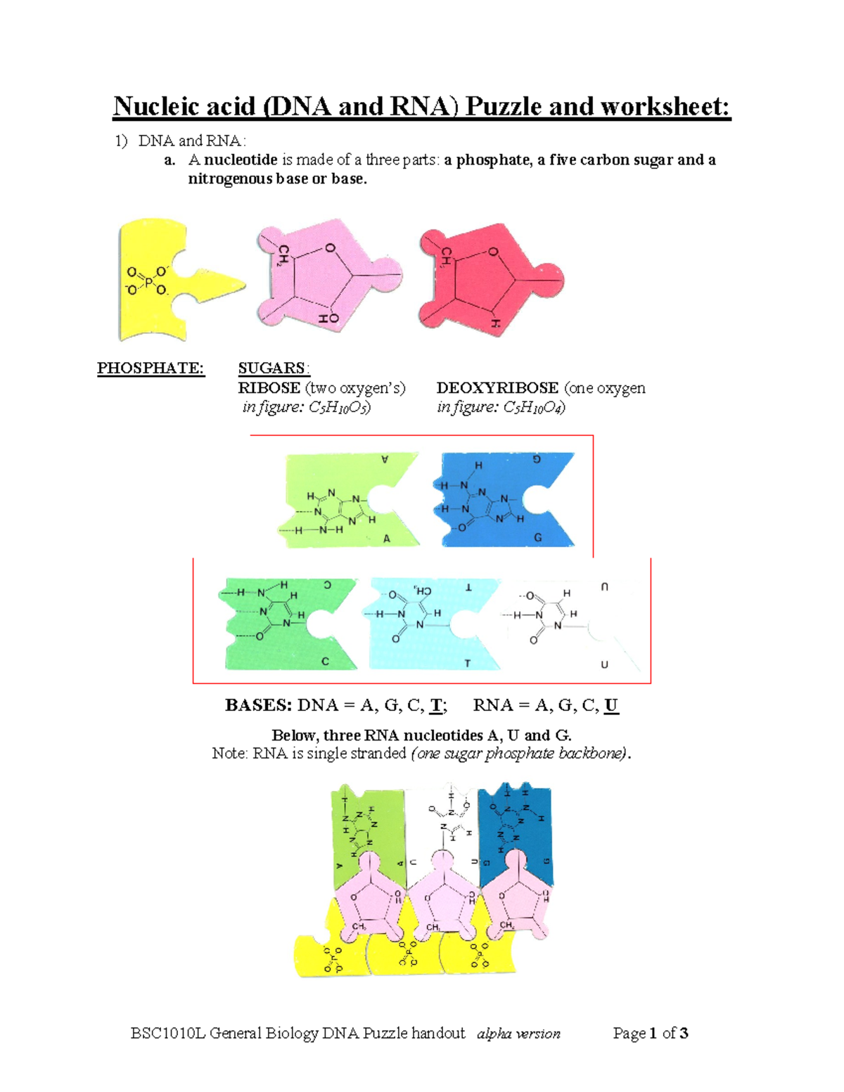DNA Puzzle Worksheet Lab Nucleic Acid DNA And RNA Puzzle And Worksheet 1 DNA And RNA A A Studocu