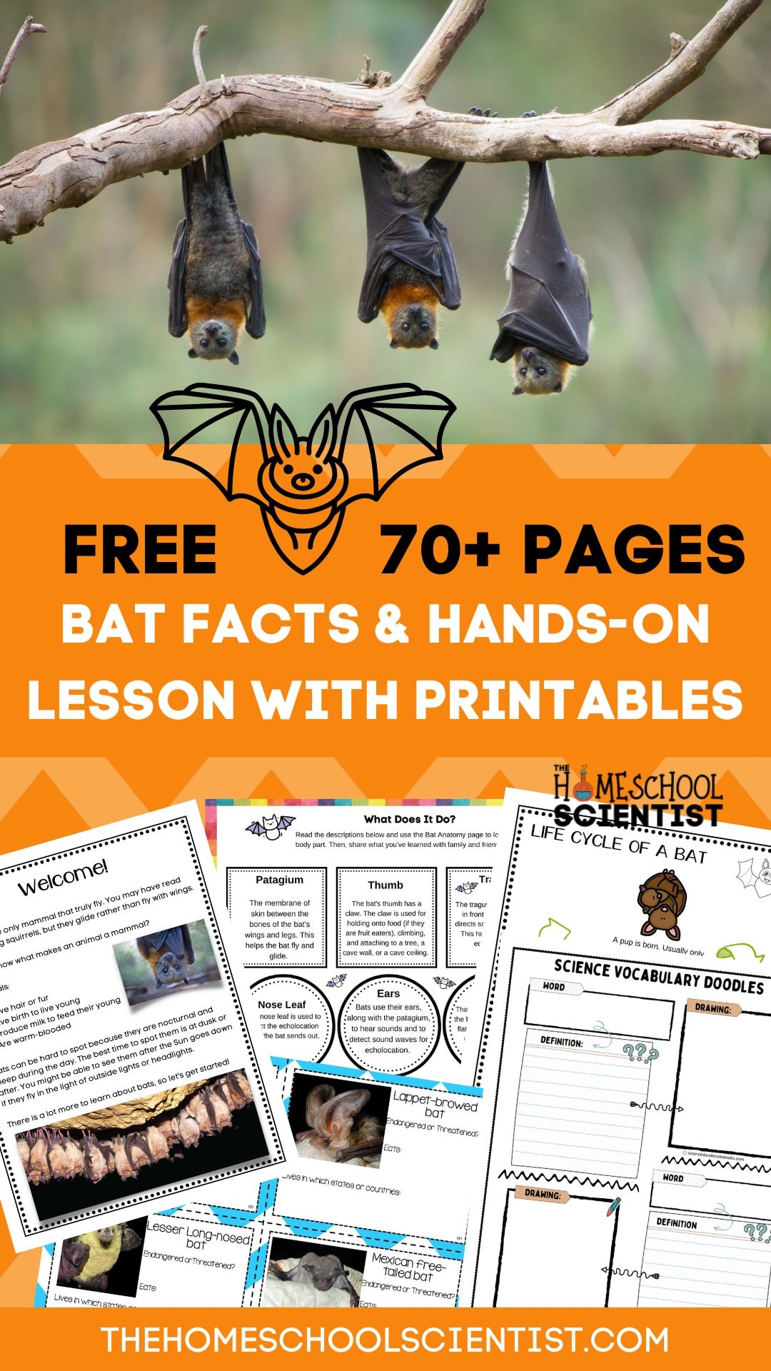 Fascinating Bat Facts For Kids With Printable Lesson U0026 STEM Activities The Homeschool Scientist