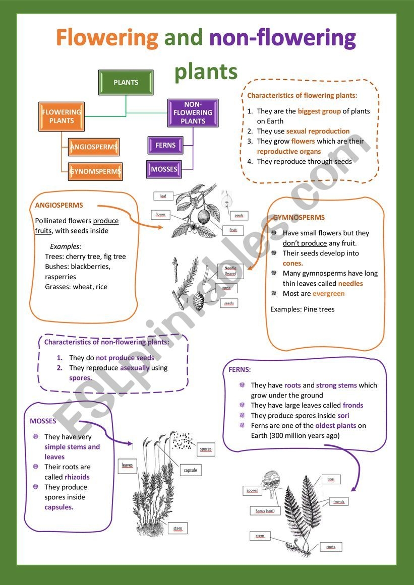 Flowering And Non flowering Plants I ESL Worksheet By Cristinasuma Flowering And Non flowering Plants I ESL Worksheet By Cristinasuma