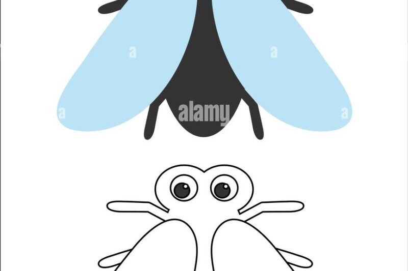 Fly Printables For Preschool