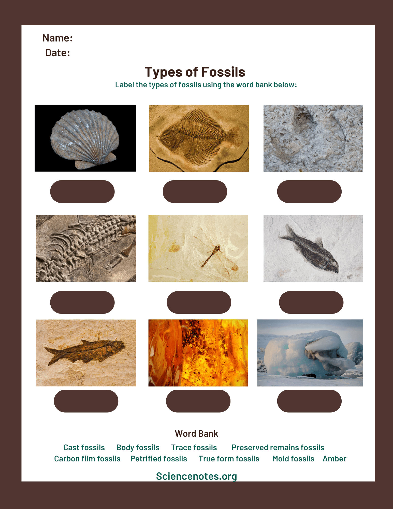 Fossils Worksheets Fossils Worksheets