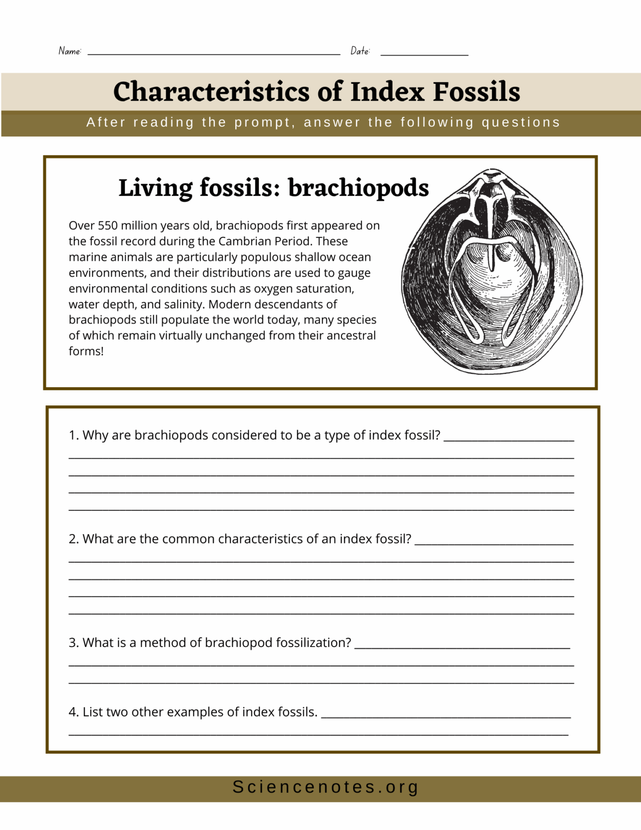 Fossils Worksheets