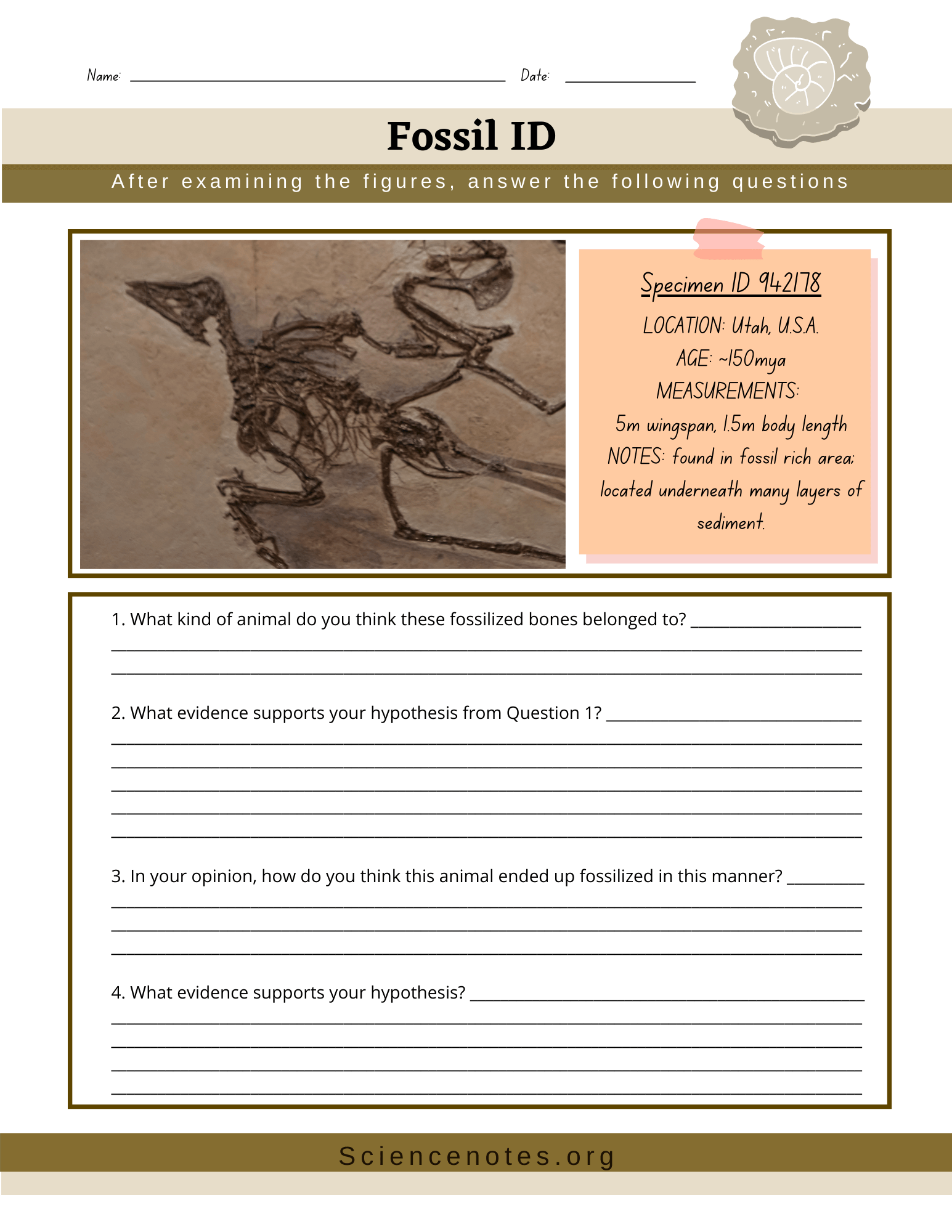 Fossils Worksheets Fossils Worksheets