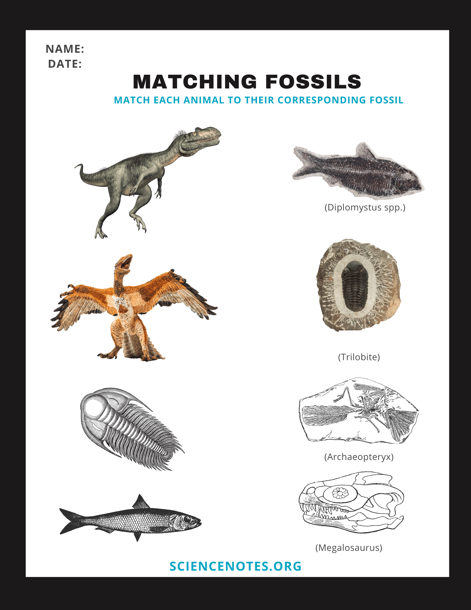 Fossils Worksheets Fossils Worksheets