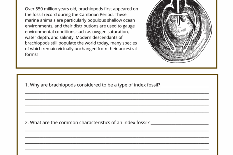Fossils And Fossilization Free Printable Worksheets