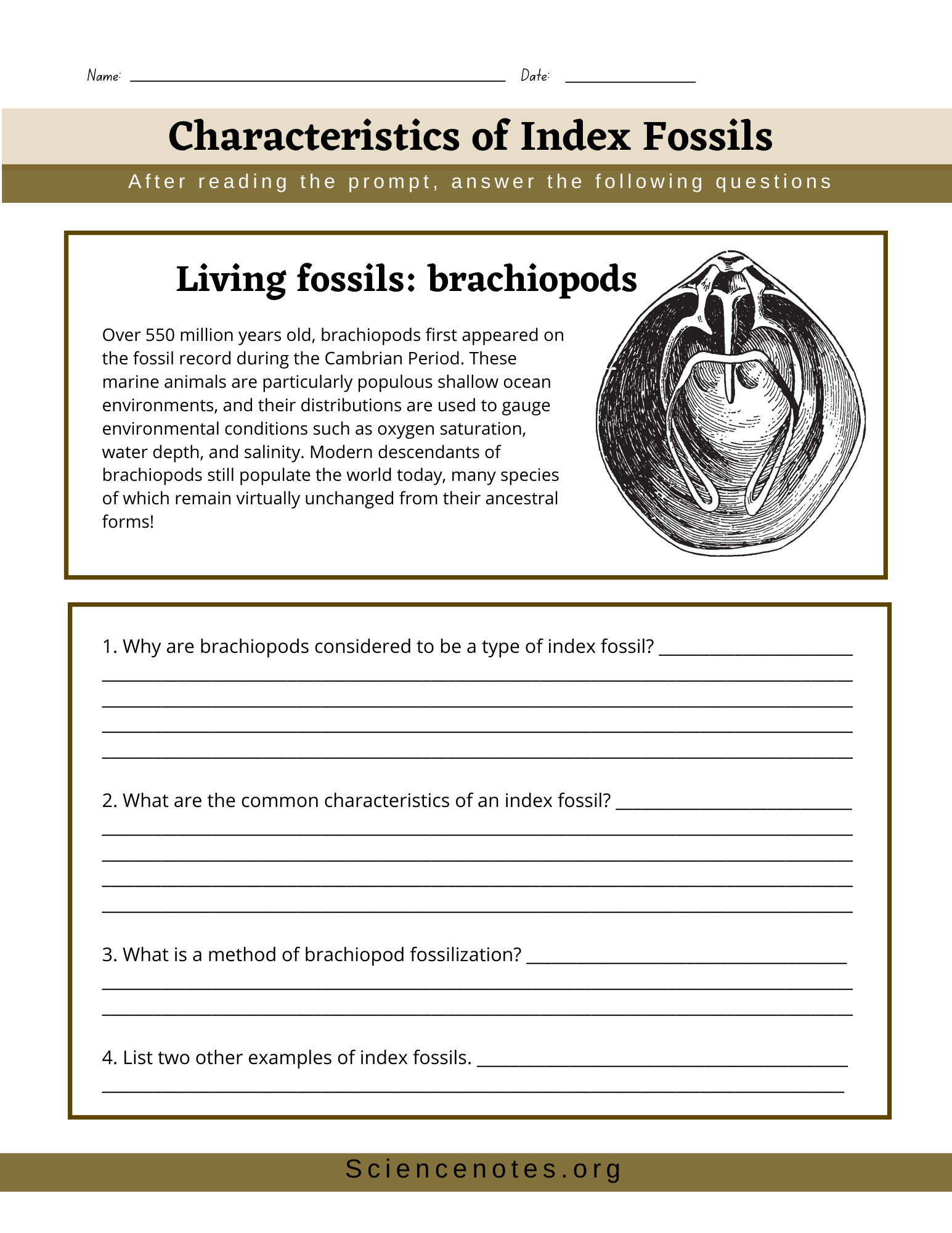 Fossils Worksheets Fossils Worksheets