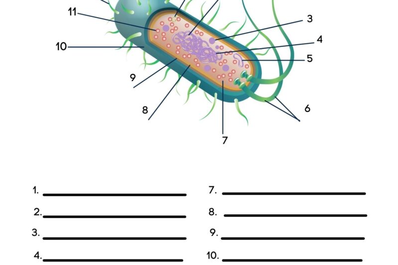 Free Biology Printable Worksheets
