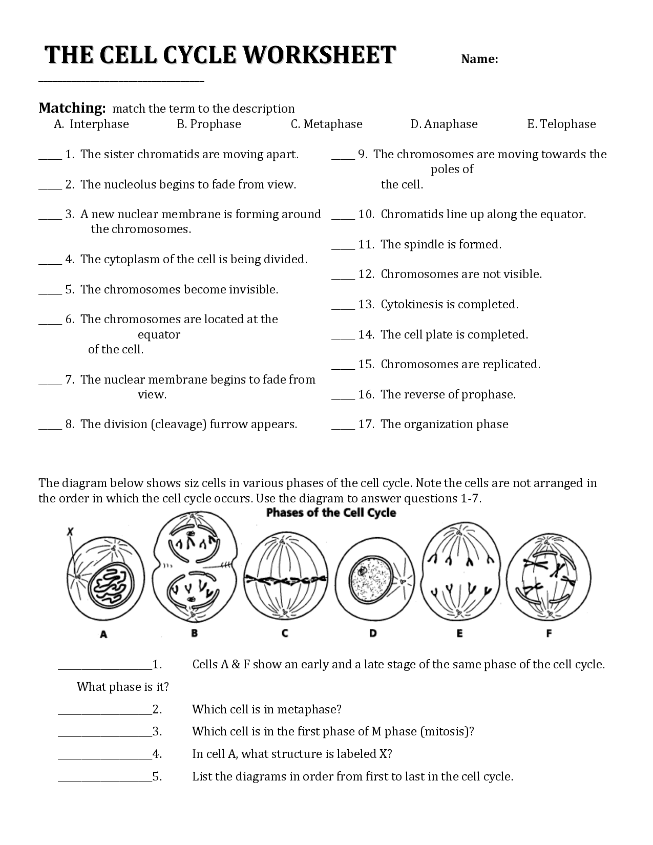 Cell Division Reading Comprehension Worksheet