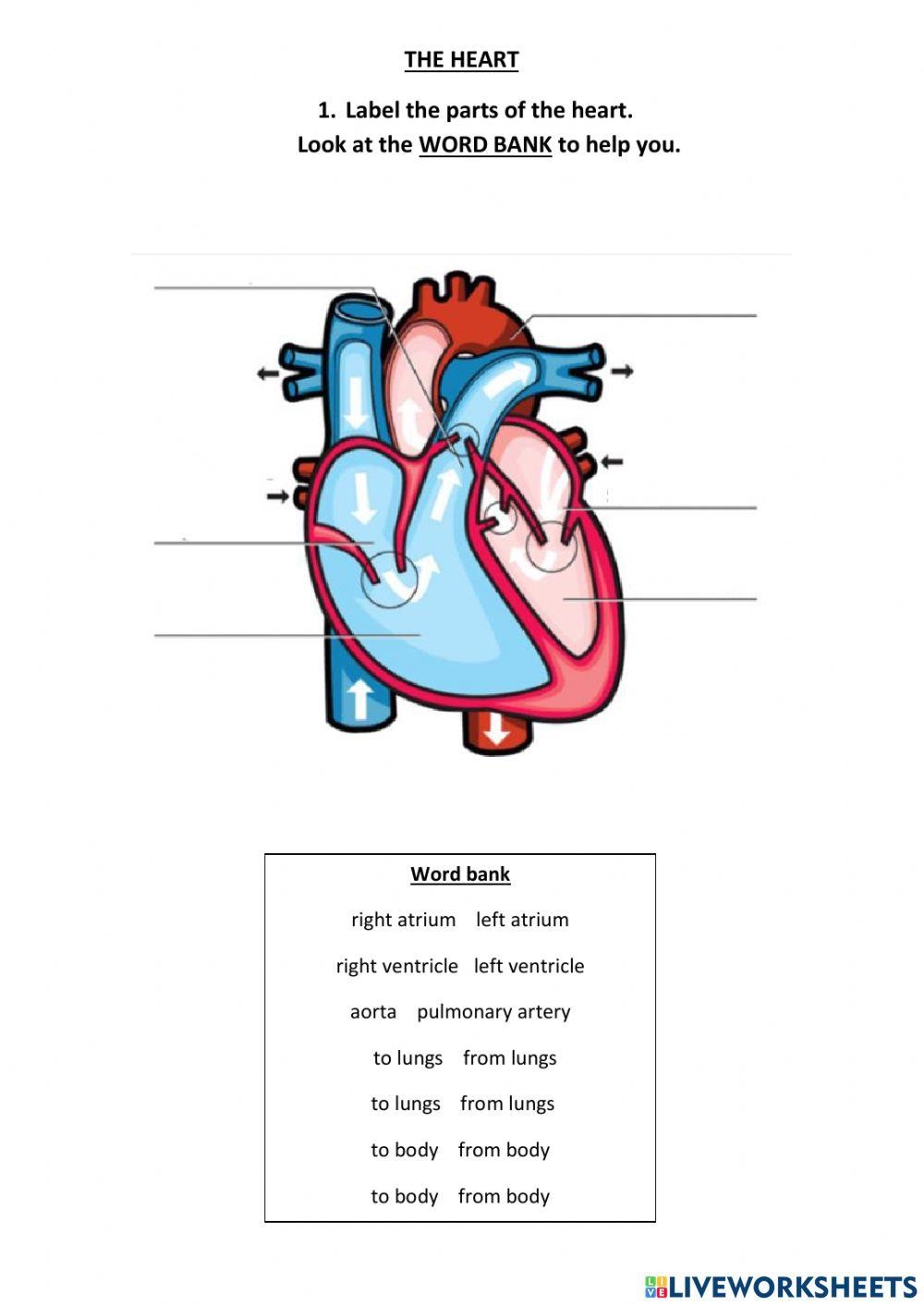 Human Heart Preschool Printables