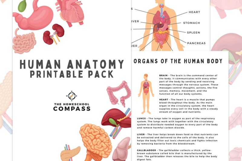 Human Anatomy Free Printable Worksheets