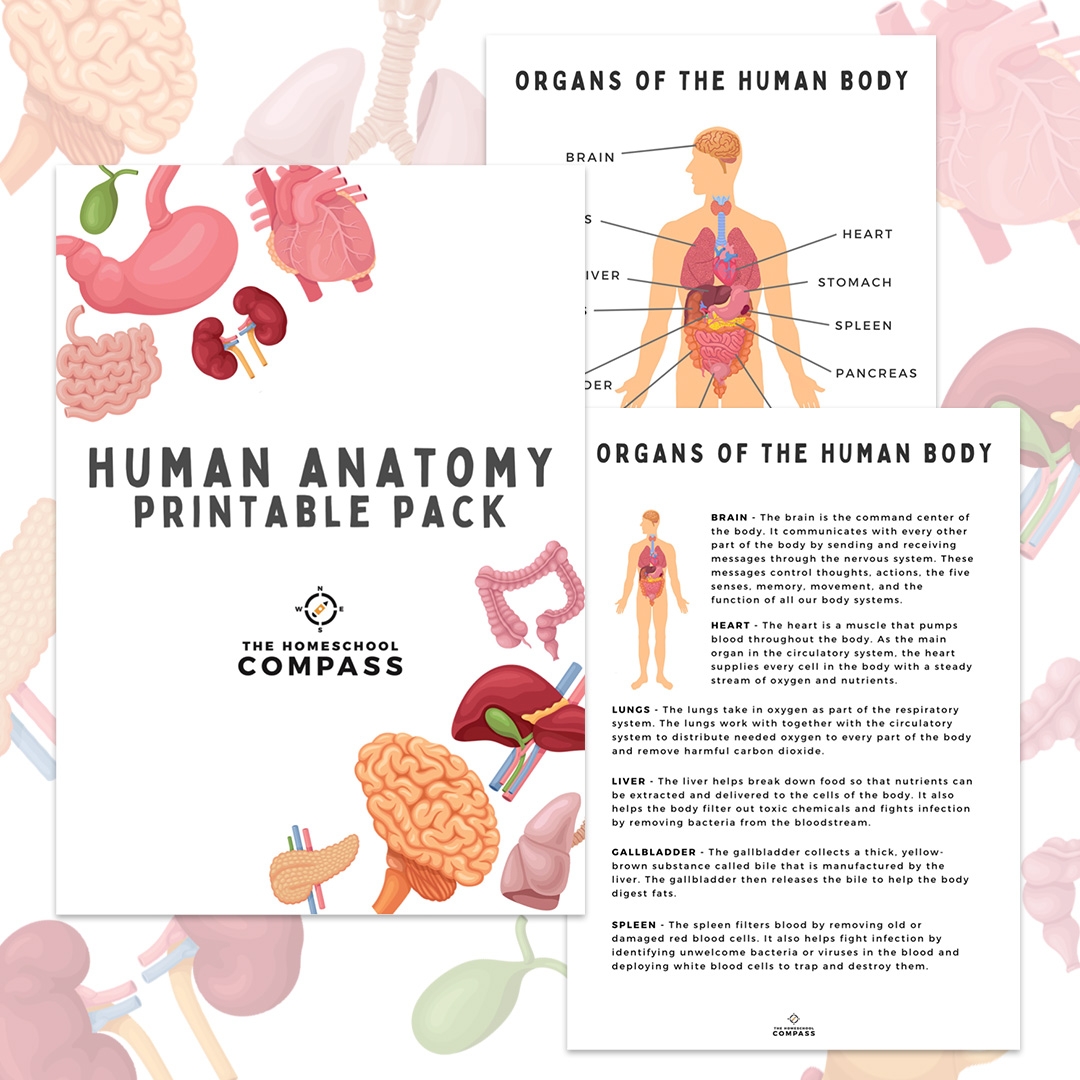 Free Human Anatomy Printable Pack Homeschool Compass Free Human Anatomy Printable Pack Homeschool Compass
