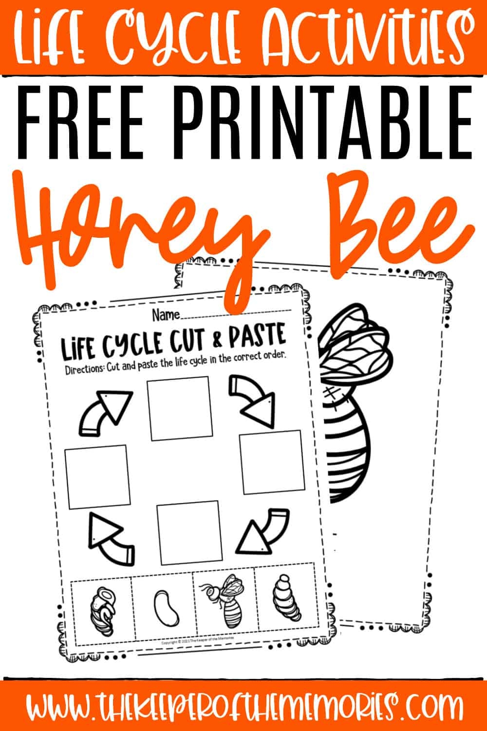 Free Printable Bee Life Cycle Worksheets The Keeper Of The Memories