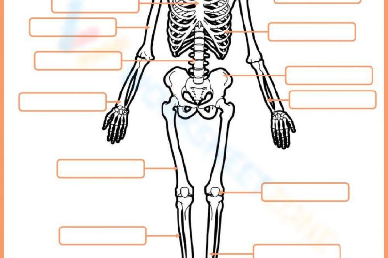 Free Printable Bones Worksheet