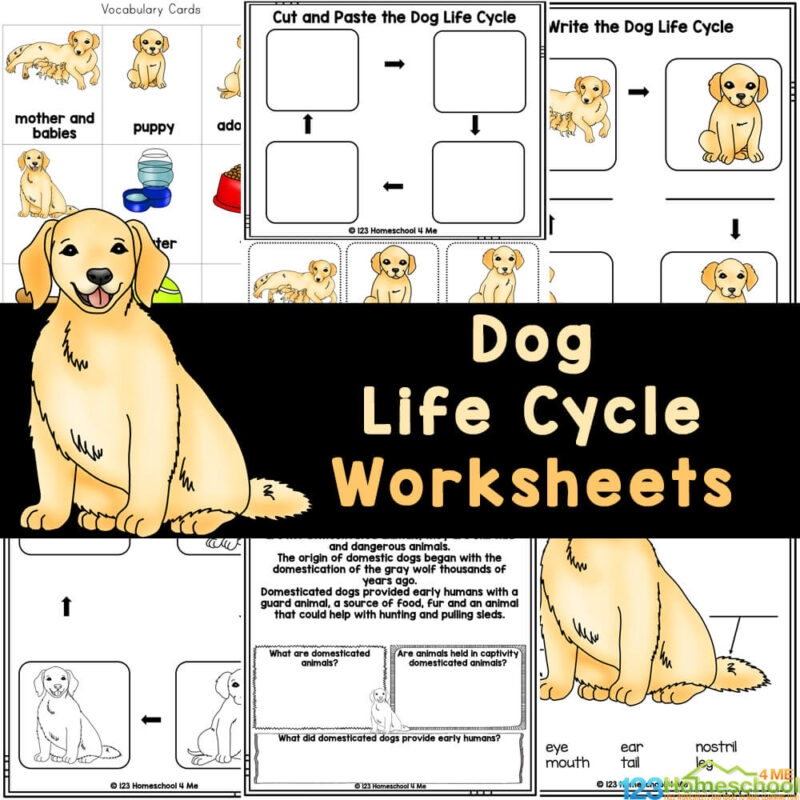 FREE Printable Dog Life Cycle Worksheets For Elementary Students