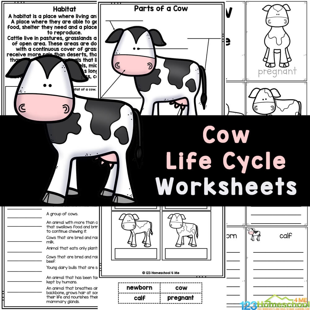  FREE Printable Life Cycle Of A Cow Worksheets For Kids