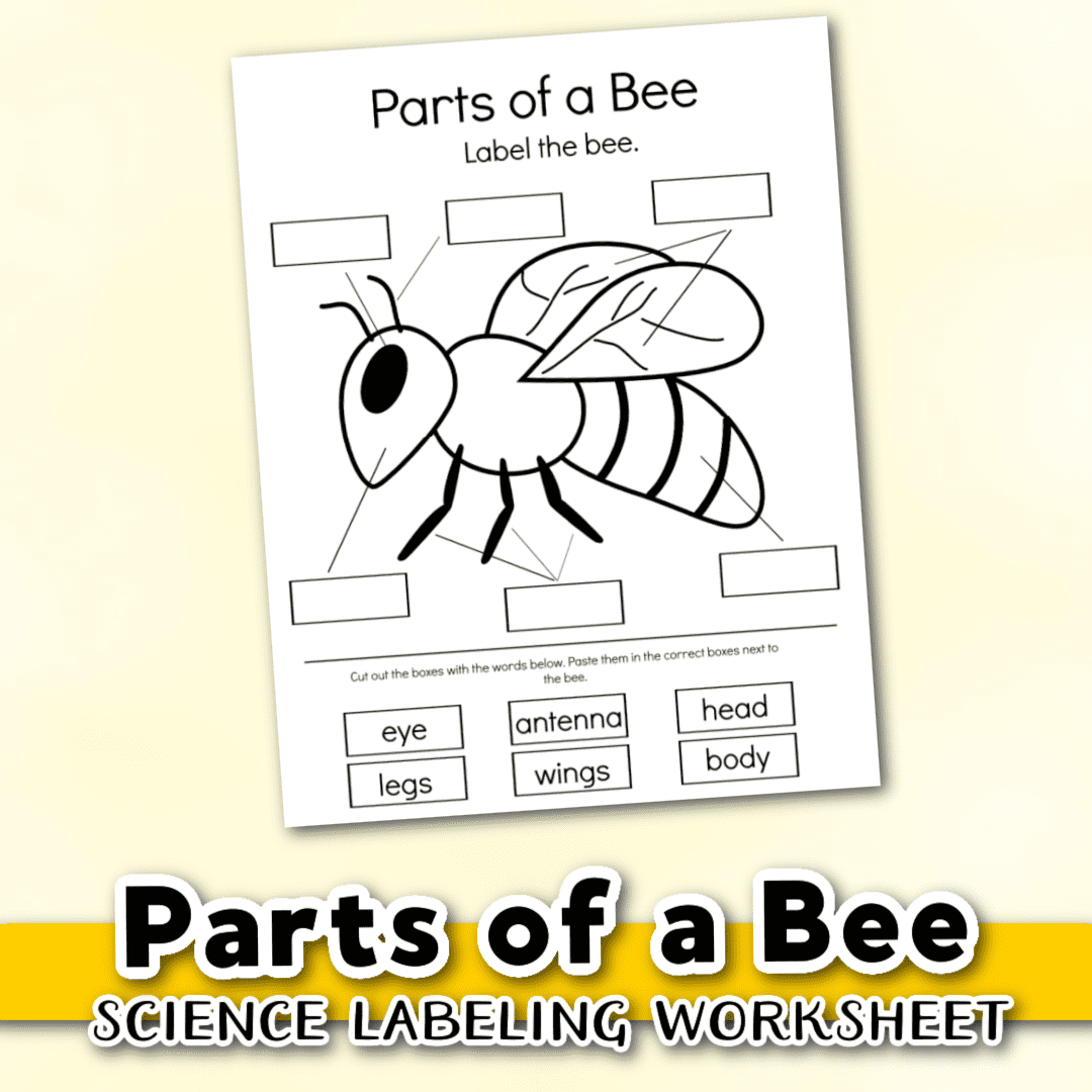 Free Printable Parts Of A Bee Preschool Worksheet