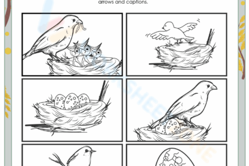 Free Printable Bird Life Cycle Worksheet
