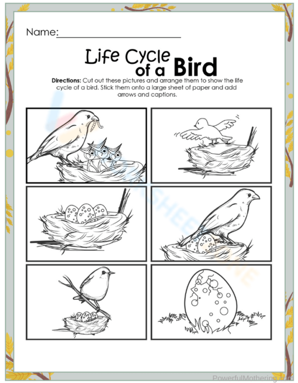 Free Printable U0026 Interactive Life Cycle Of A Bird Worksheets