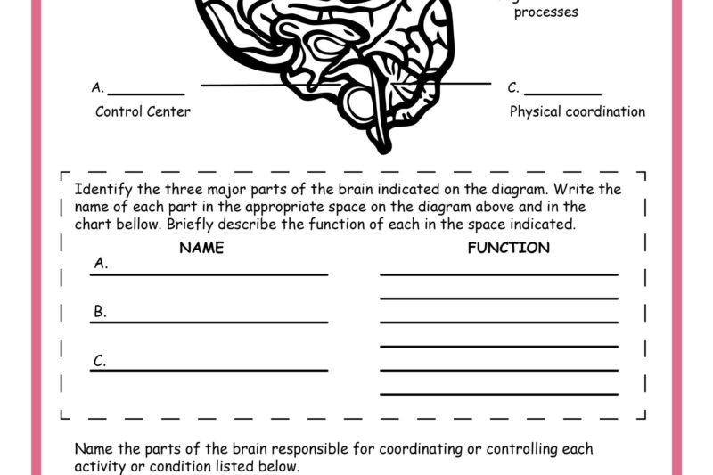 Free Elementary Science Worksheets Printable