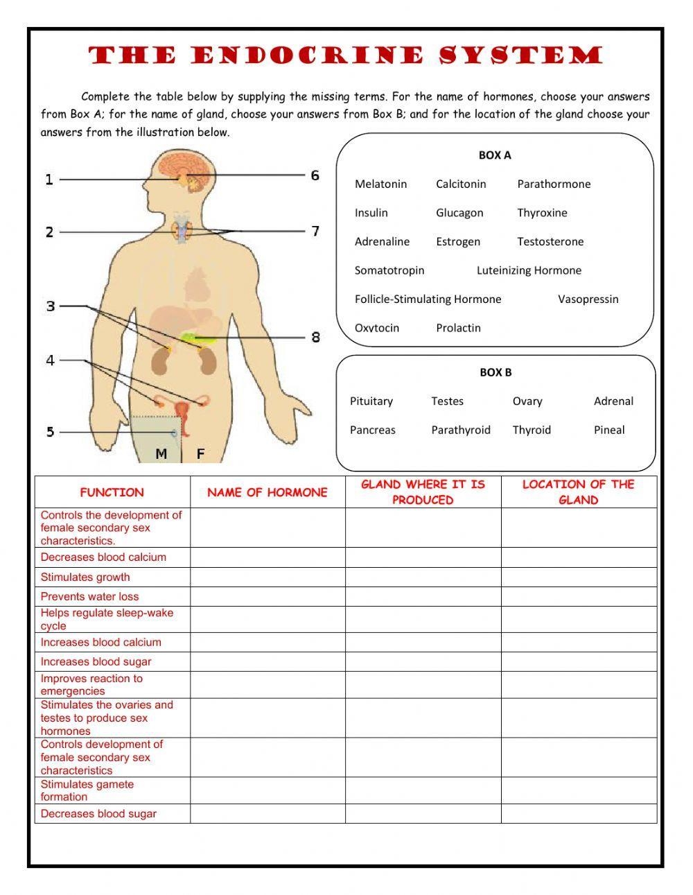 Free The Endocrine System Worksheet Download Free The Endocrine System Worksheet Png Images Free Worksheets On Clipart Library