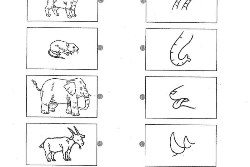 Printable Mammal Worksheets For Kindergarten