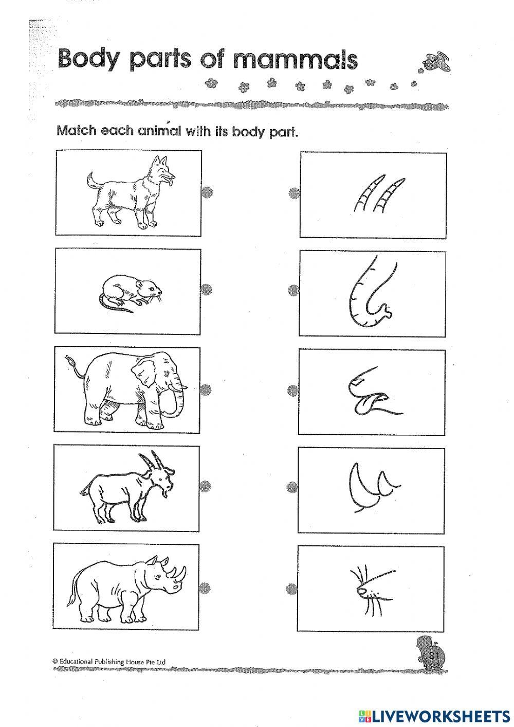 Free Worksheet On Mammals Download Free Worksheet On Mammals Png Images Free Worksheets On Clipart Library