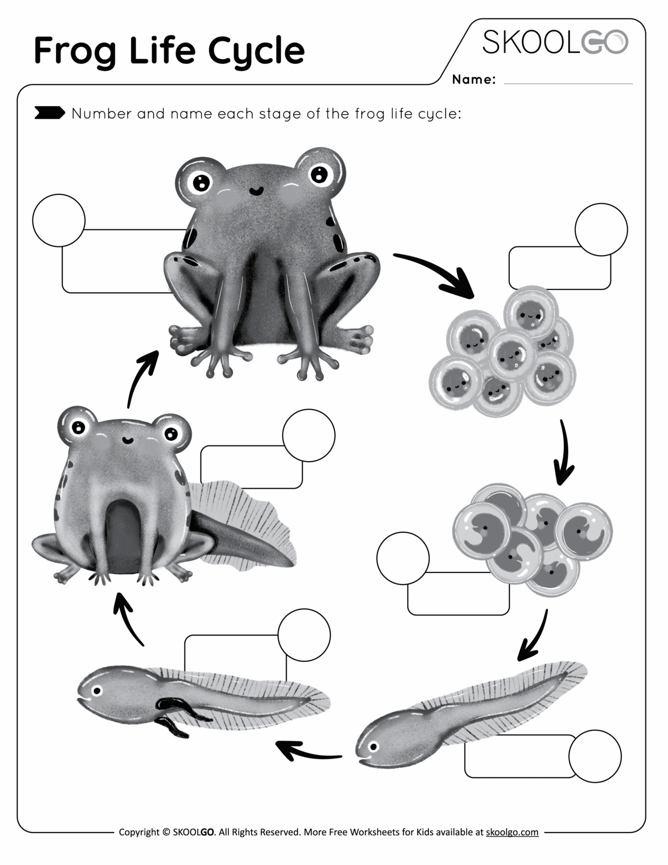 Frog Life Cycle Free Worksheet SKOOLGO