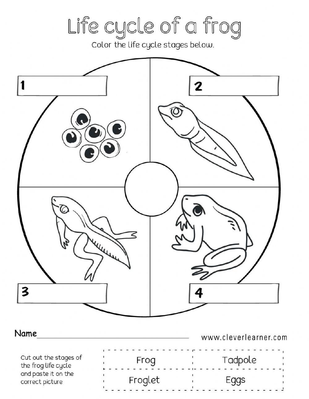 Frog Life Cycle Free Worksheet SKOOLGO Worksheets Library Frog Life Cycle Free Worksheet SKOOLGO Worksheets Library