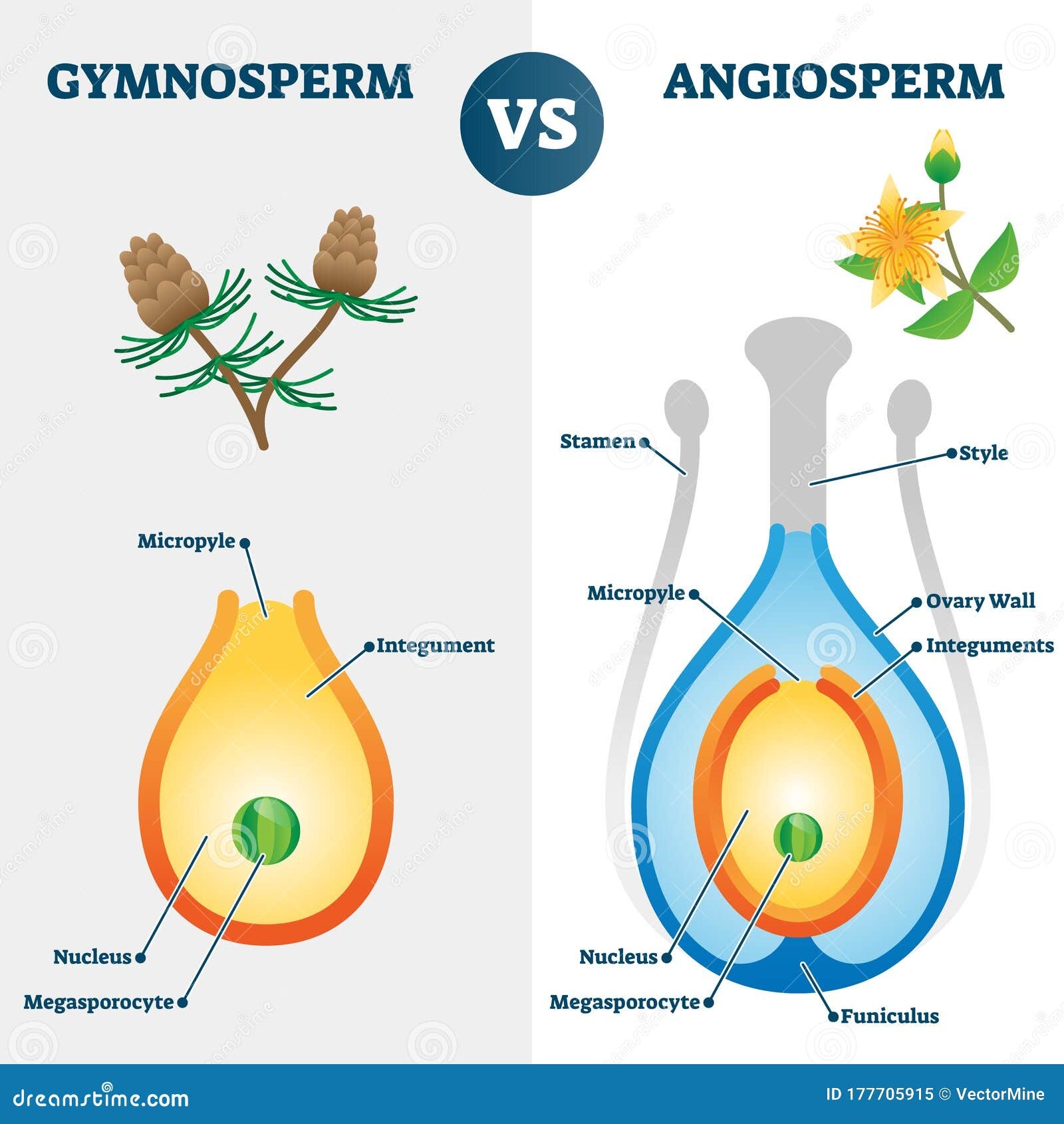 Angiosperm And Gymnosperm Worksheet Free Printable Angiosperm And Gymnosperm Worksheet Free Printable