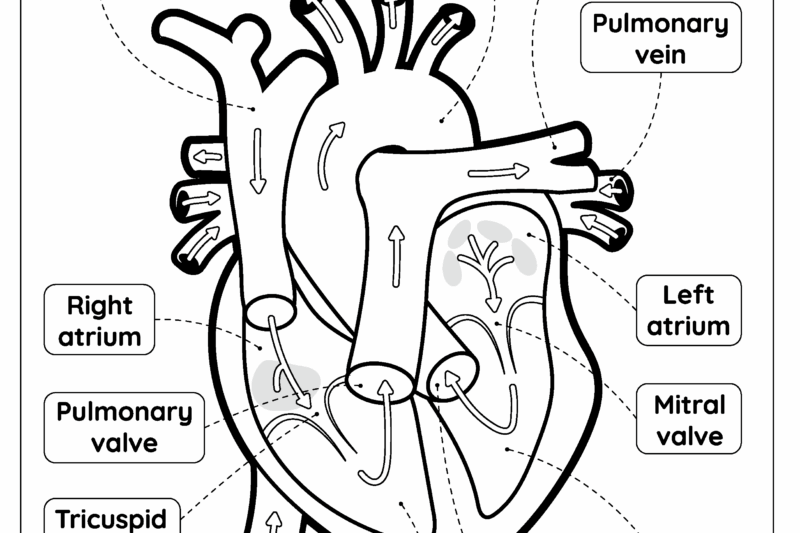 Human Heart Preschool Printables