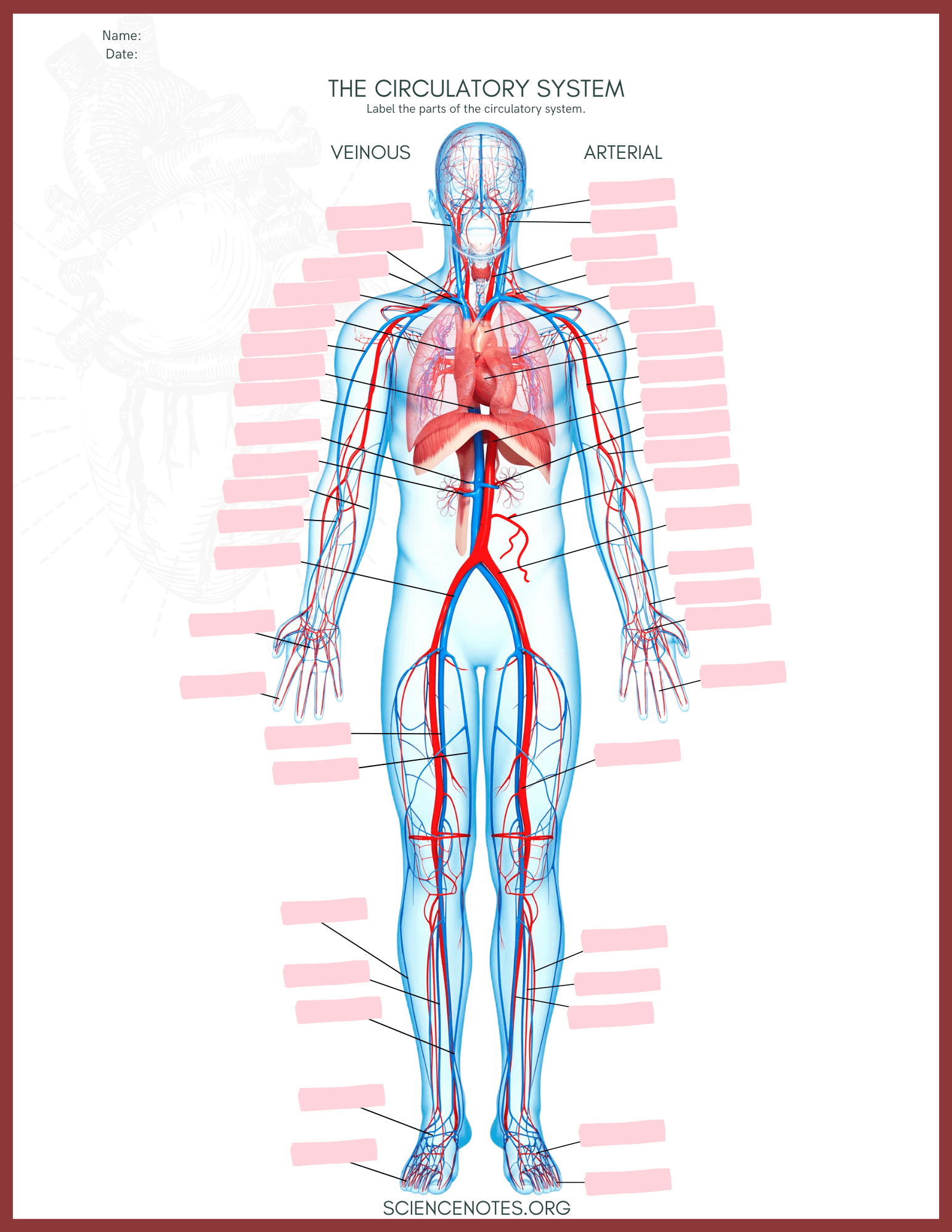 Free Printable Anatomy And Physiology Worksheets
