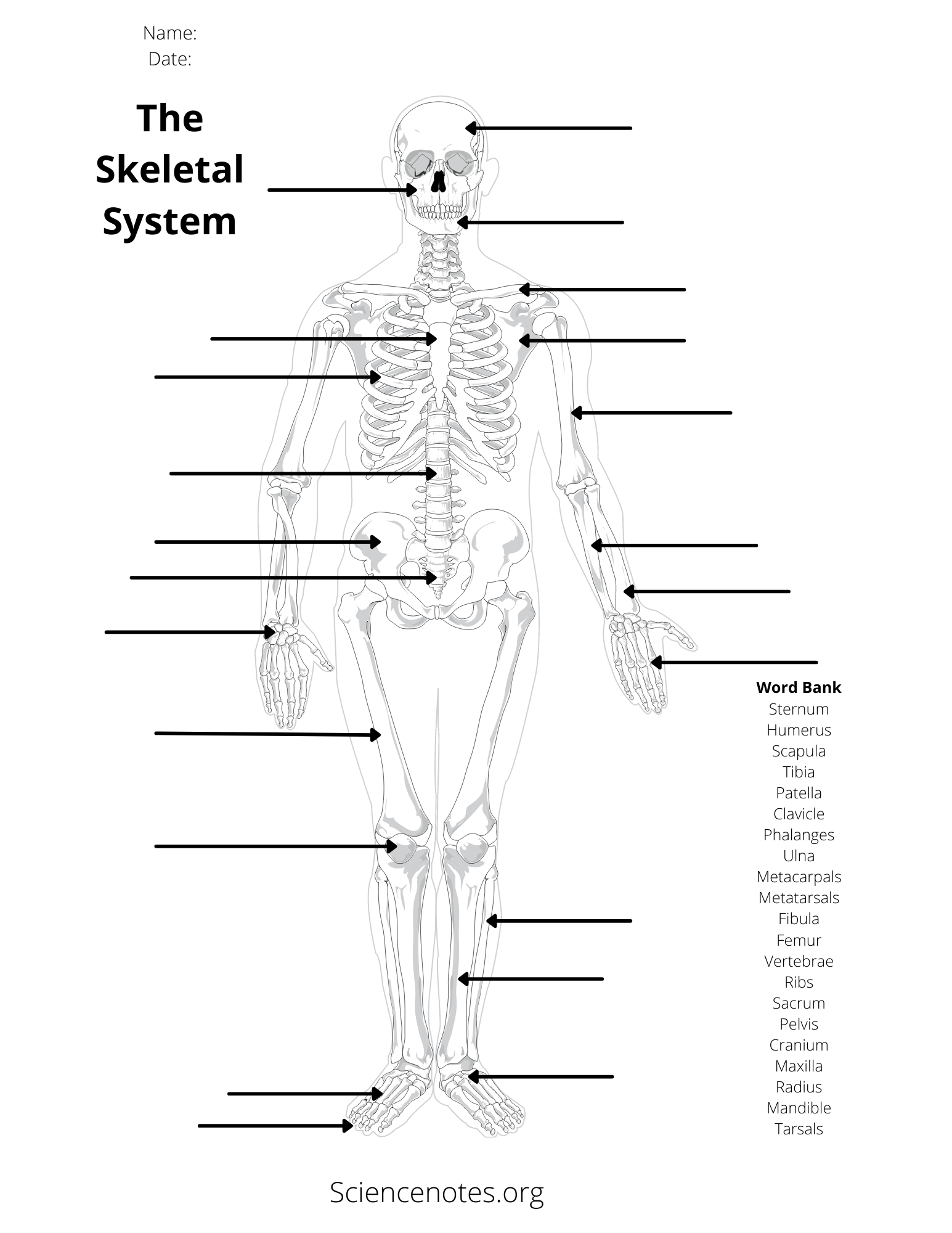 Human Anatomy Worksheets And Study Guides Human Anatomy Worksheets And Study Guides