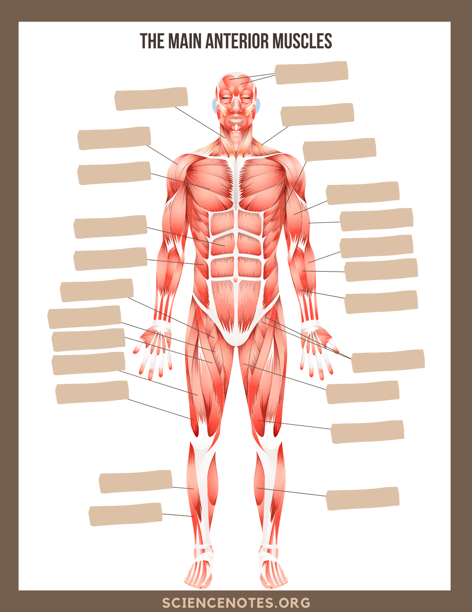 Human Anatomy Worksheets And Study Guides Human Anatomy Worksheets And Study Guides