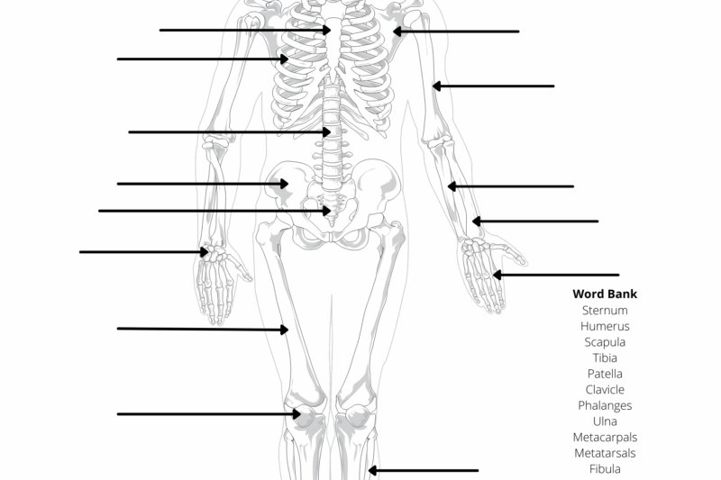 Anatomy And Physiology Free Printable Worksheets