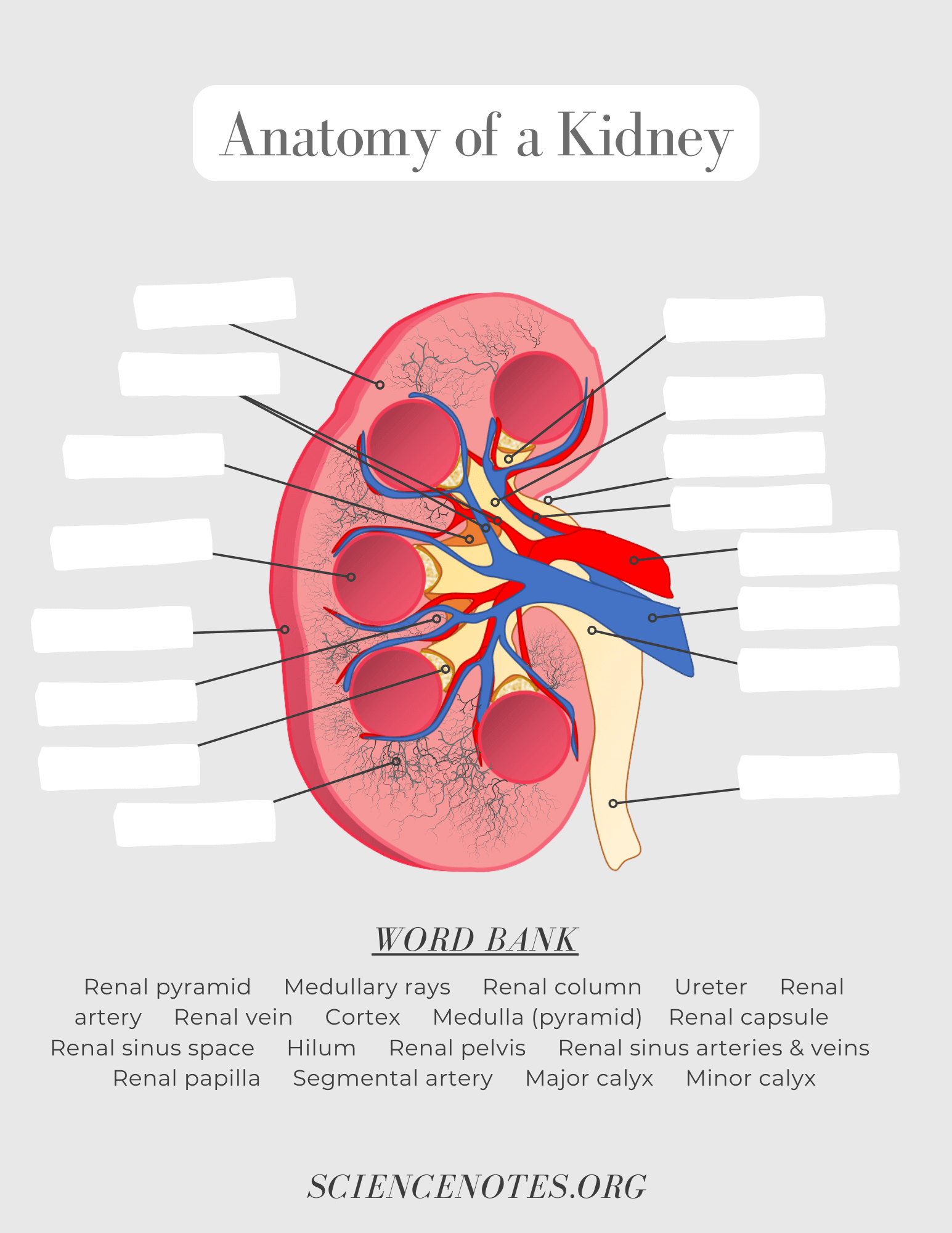 Human Anatomy Free Printable Worksheets