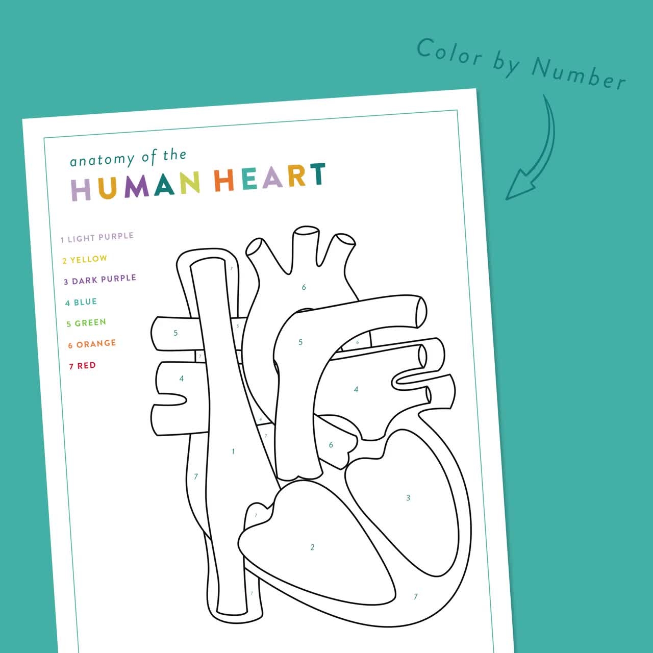 Human Heart Printable Activity Bundle Human Heart Anatomy Kids Science Game Heart Puzzle Heart Parts Matching Homeschool Resource