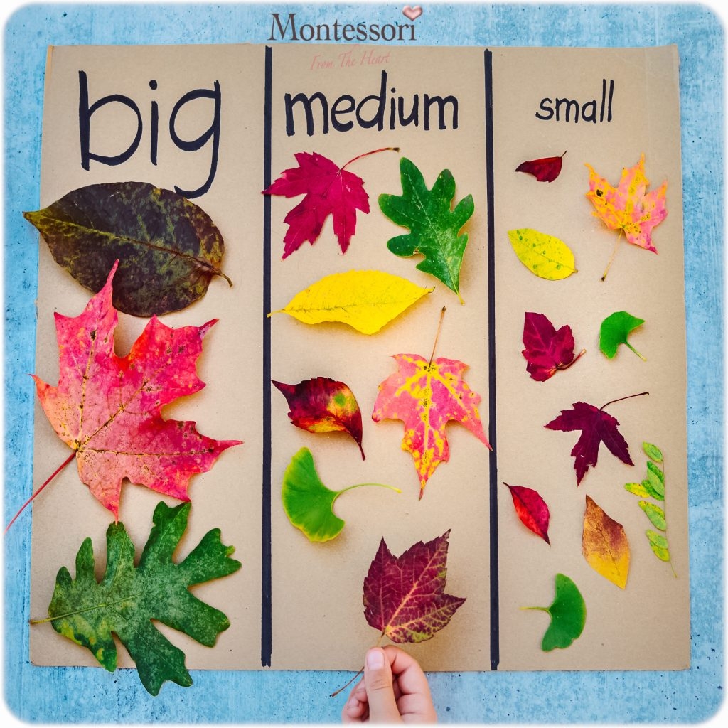 Leaves Size Sorting Kids Activity Montessori From The Heart