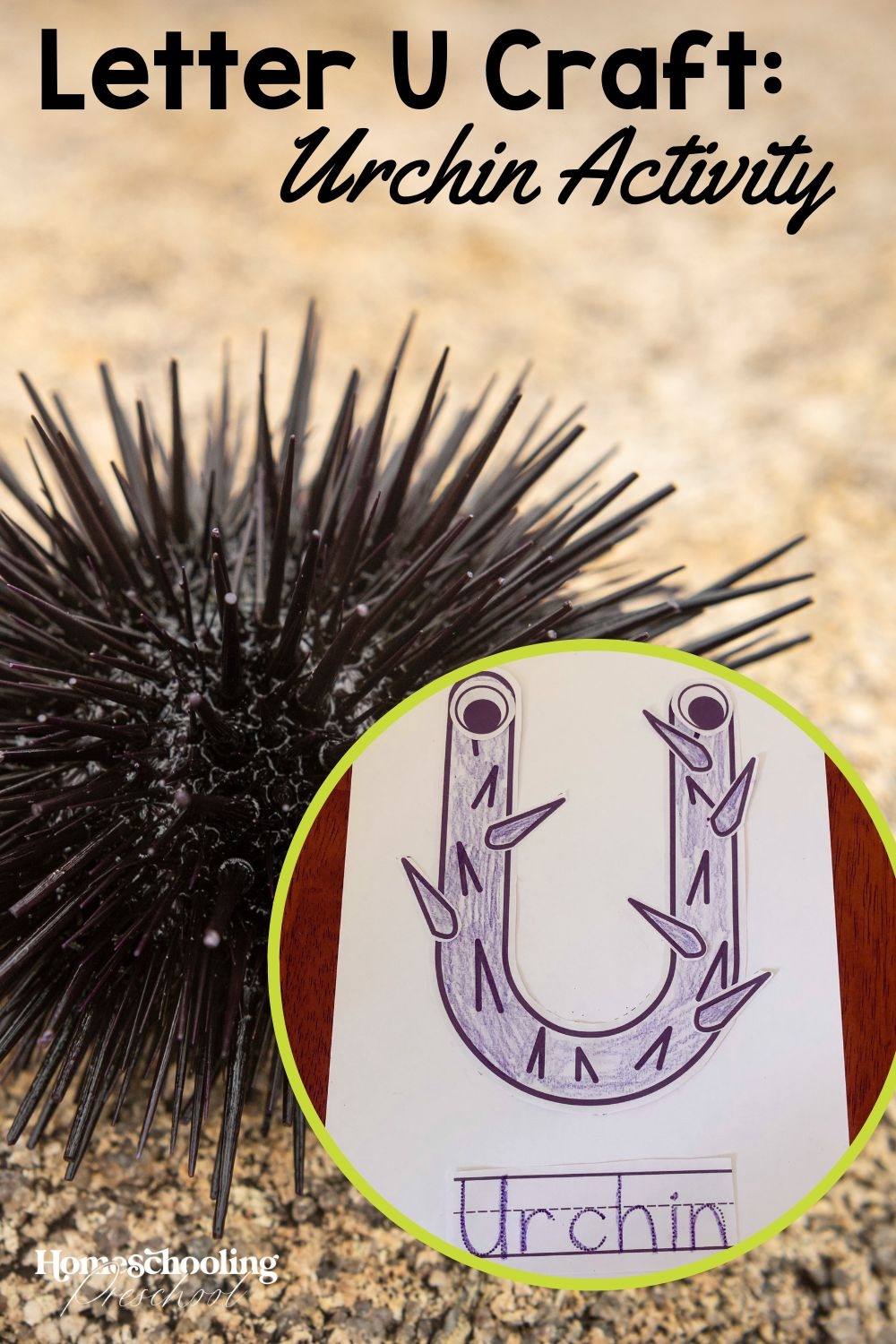 Letter U Craft Urchin Activity Homeschooling Preschool