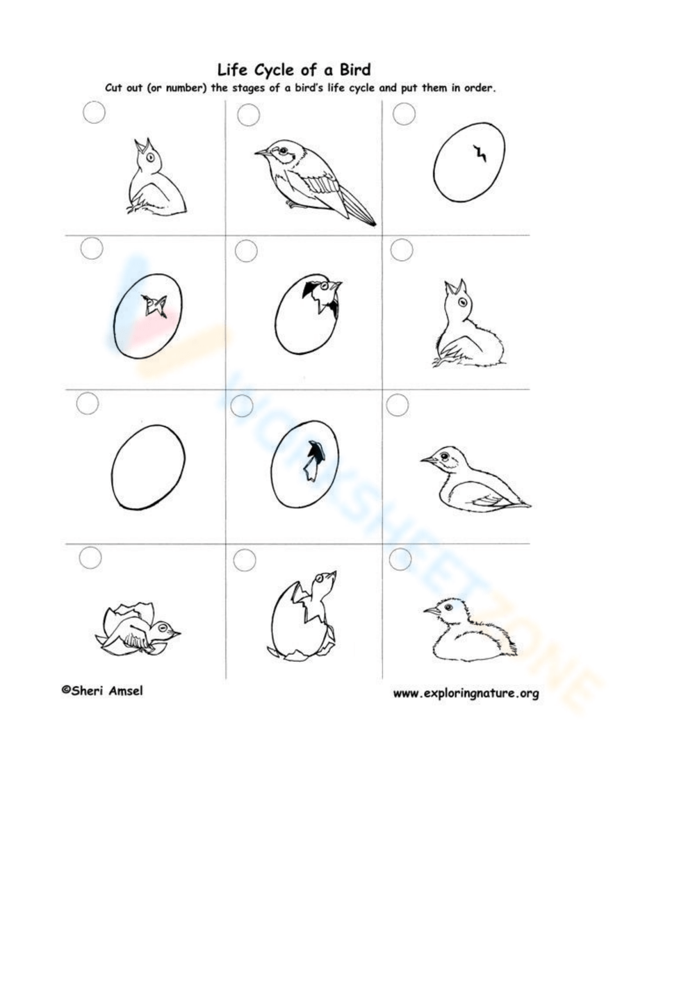 Life Cycle Of A Bird Worksheets 2025